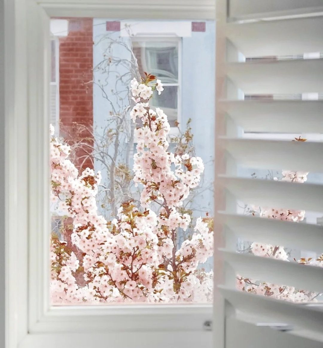Shutters In Time For Christmas! thumbnail