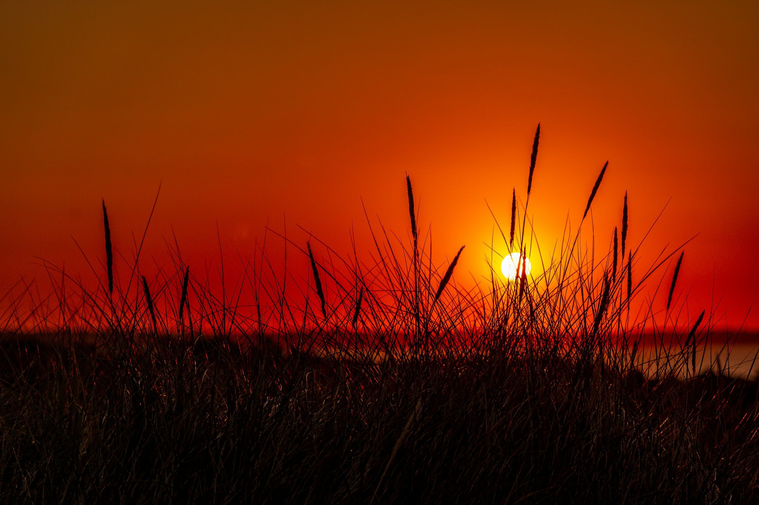 grass during sunset