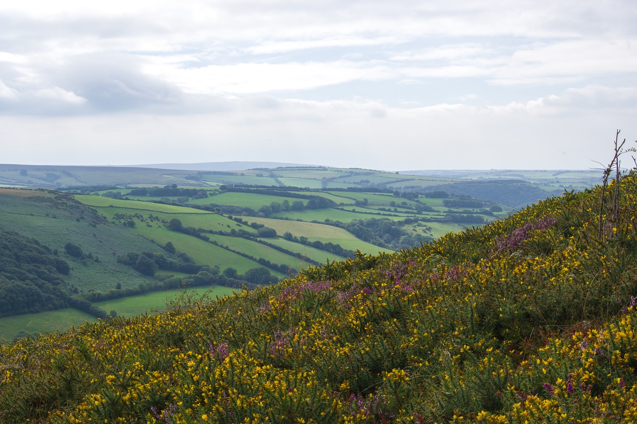 Yeovil Landscape